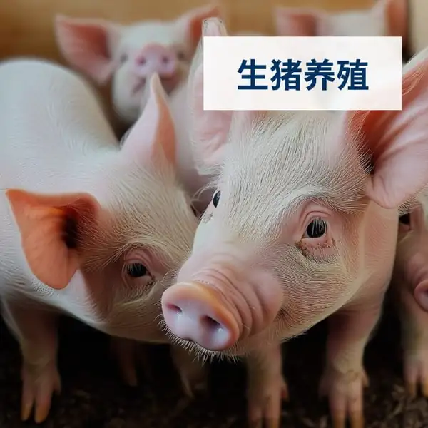 生猪养殖方案页封面